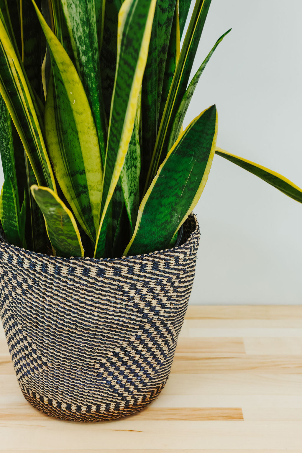 Potted Planters