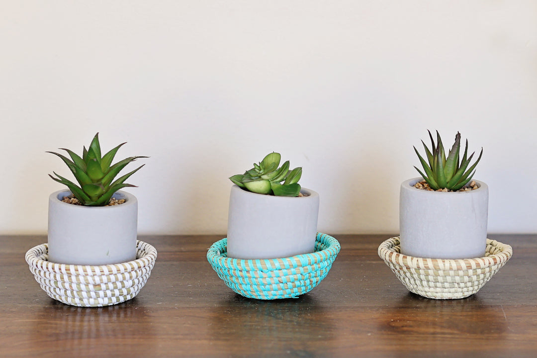 Handwoven mini sweetgrass bowls assorted colors from Senegal artisans