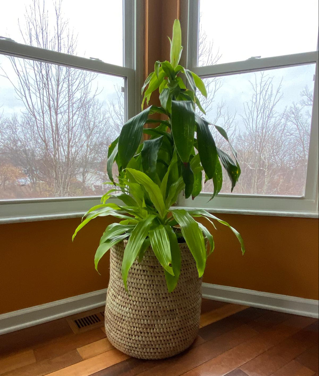 X-large palm leaf planter with large plant in center in sunny room. 